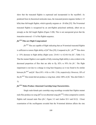 109
show that the truncated flightin is expressed and incorporated in the myofibril. As
predicted from its theoretical molecular mass, the truncated protein migrates further (~15
kDa) than full-length flightin, which typically migrates at ~26 kDa [55]. The N-terminal
truncated flightin is recognized by an anti-flightin polyclonal antibody, albeit not as
strongly as the full length flightin (Figure 3-2B). This is not unexpected given that the
truncation removed ~1/3 of the flightin sequence.
flnN62
Flies are Flight Compromised
flnN62
flies are capable of flight indicating that an N-terminal truncated flightin
is sufficient to restore flight ability of fln0
flies [59]. Compared to fln+
, flnN62
flies show
a ~33% decrease in flight ability (flight score: 2.8±0.1 vs 4.2±0.4 for fln+
; Table 3-1).
That the mutant flightin is not capable of fully restoring flight ability is also evident in the
decreased proportion of flies that are able to fly, 82% vs 95% for fln+
. The flight
impairment is not due to a change in wing beat frequency as it was found to be similar
between flnN62
and fln+
flies (195 ± 4 Hz vs 198 ± 2 Hz, respectively). However, 10% of
the flnN62
flies tested did not produce a wing beat, while 100% of fln+
flies did (Table 3-
1).
flnN62
Males Produce Abnormal Courtship Song Characteristics.
Single male-female pair courtship song recordings revealed that flightin mutant
male flies produce no song (fln0
) or an abnormal song (flnΔN62
) when compared to control,
flightin null rescued male flies (fln+
; Figure 3-3 and Audios S3-1 and S3-2). Closer
examination of the oscillograms revealed that the N-terminal deletion affects the sine
 