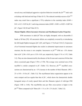 111
moved away and displayed aggressive rejection behaviors towards the flnN62
male such
as kicking with hind and mid legs (Video S3-3). The reduced courtship success of flnN62
males may result from a significant (~75%) reduction in the courtship index (0.049 ±
0.01 vs 0.2 ± 0.05 for fln
) and wing extension index (0.005 ± 0.001 vs 0.025 ± 0.007 for
fln
Figure 3-6C,D and Video S3-3).
Mutant Flightin Affects Sarcomere Structure and Myofilament Lattice Properties
IFM sarcomeres in adult fln0
flies are highly disrupted, with no discernible Z
bands or M lines [59]. All sarcomeric defects are completely reversed by re-introducing
the full-length flightin transgene (fln+
) [65, and Figures 3-7A,B and 3-8A-C]. Expression
of an N-terminal truncated flightin also results in substantial improvement in sarcomere
structure, but the rescue is not complete. Sarcomeres in flnN62
IFM are ~13% shorter
than in fln+
(2.86 ± 0.01 m vs 3.30 ± 0.01 m, respectively; Figure 3-7A vs 3-7C; Table
3-2). They are also characterized by the absence of the H-zone and a narrower M-line that
shows occasional gaps (Figure 3-7B vs 3-7D). The average cross sectional area of the
myofibril is similar compared to fln+
(Table 3-2). However, flnN62
myofibril cross-
sections are characterized by an ~11% increase in the number of thick filaments 
±
25 vs 810 ± 18 for fln+
; able 3-2. The myofilament lattice organization appears to be
more compact and less regular than that of fln+
, which shows the characteristic double
hexagonal arrays of evenly spaced thick and thin filaments typical of wild-type IFM
(Figure 3-8B vs 3-8E). The myofibrillar area per fiber cross-section is higher in the
flnN62
fibers compared to fln
fibers (45 ± 1 % vs 39 ± 2 % for fln+
; Table 3-2).
 