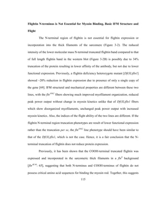 115
Flightin N-terminus is Not Essential for Myosin Binding, Basic IFM Structure and
Flight
The N-terminal region of flightin is not essential for flightin expression or
incorporation into the thick filaments of the sarcomere (Figure 3-2). The reduced
intensity of the lower molecular mass N-terminal truncated flightin band compared to that
of full length flightin band in the western blot (Figure 3-2B) is possibly due to 34%
truncation of the protein resulting in lower affinity of the antibody, but not due to lower
functional expression. Previously, a flightin deficiency heterozygote mutant [Df(3L)fln1]
showed ~20% reduction in flightin expression due to presence of only a single copy of
the gene [69]. IFM structural and mechanical properties are different between these two
lines, with the flnΔN62
fibers showing much improved myofilament organization, reduced
peak power output without change in myosin kinetics unlike that of Df(3L)fln1 fibers
which show disorganized myofilaments, unchanged peak power output with increased
myosin kinetics. Also, the indices of the flight ability of the two lines are different. If the
flightin N-terminal region truncation phenotypes are result of lower functional expression
rather than the truncation per se, the flnΔN62
line phenotype should have been similar to
that of the Df(3L)fln1, which is not the case. Hence, it is a fair conclusion that the N-
terminal truncation of flightin does not reduce protein expression.
Previously, it has been shown that the COOH-terminal truncated flightin was
expressed and incorporated in the sarcomeric thick filaments in a fln0
background
[flnC44
: 65], suggesting that both N-terminus and COOH-terminus of flightin do not
possess critical amino acid sequences for binding the myosin rod. Together, this suggests
 