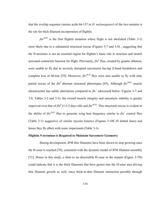116
that the overlap sequence (amino acids 64-137 in D. melanogaster) of the two mutants is
the site for thick filament incorporation of flightin.
flnN62
is the first flightin mutation where flight is not abolished (Table 3-1)
most likely due to a substantial structural rescue (Figures 3-7 and 3-8) , suggesting that
the N-terminus is not an essential region for flightin’s basic role in structure and stretch
activated contractile function for flight. Previously, fln0
flies, created by genetic ablation,
were unable to fly due to severely disrupted sarcomeres having Z-band breakdown and
complete loss of M-line [59]. Moreover, flnC44
flies were also unable to fly with only
partial rescue of the fln0
aberrant structural phenotypes [65]. Although flnN62
muscle
ultrastructure has subtle aberrations compared to fln+
(discussed below: Figures 3-7 and
3-8, Tables 3-2 and 3-3), the overall muscle integrity and sarcomere stability is greatly
improved over that of fln0
(1.5-3 days old) and flnC44
. This structural rescue is evident in
the ability of flnN62
flies to generate wing beat frequency similar to fln+
control flies
(Table 3-1) suggestive of similar myosin kinetics (Figures 3-10C-D dotted lines) and
hence they fly albeit with some impairment (Table 3-1).
Flightin N-terminus is Required to Maintain Sarcomere Geometry
During development, IFM thin filaments have been shown to stop growing once
the H-zone is reached [70], consistent with the dynamic model of IFM filament assembly
[71]. Hence in this study, a faint to no discernible H-zone in the mutant (Figure 3-7D)
could indicate that it is the thick filaments that have grown into the H-zone area driving
thin filament growth as well, since thick-to-thin filament interaction possibly through
 