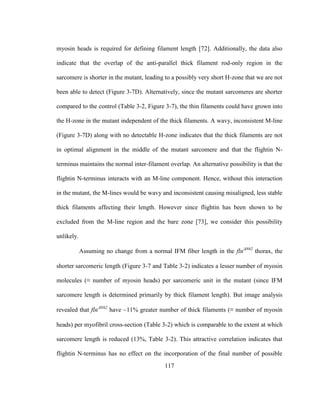 117
myosin heads is required for defining filament length [72]. Additionally, the data also
indicate that the overlap of the anti-parallel thick filament rod-only region in the
sarcomere is shorter in the mutant, leading to a possibly very short H-zone that we are not
been able to detect (Figure 3-7D). Alternatively, since the mutant sarcomeres are shorter
compared to the control (Table 3-2, Figure 3-7), the thin filaments could have grown into
the H-zone in the mutant independent of the thick filaments. A wavy, inconsistent M-line
(Figure 3-7D) along with no detectable H-zone indicates that the thick filaments are not
in optimal alignment in the middle of the mutant sarcomere and that the flightin N-
terminus maintains the normal inter-filament overlap. An alternative possibility is that the
flightin N-terminus interacts with an M-line component. Hence, without this interaction
in the mutant, the M-lines would be wavy and inconsistent causing misaligned, less stable
thick filaments affecting their length. However since flightin has been shown to be
excluded from the M-line region and the bare zone [73], we consider this possibility
unlikely.
Assuming no change from a normal IFM fiber length in the flnN62
thorax, the
shorter sarcomeric length (Figure 3-7 and Table 3-2) indicates a lesser number of myosin
molecules (≡ number of myosin heads) per sarcomeric unit in the mutant (since IFM
sarcomere length is determined primarily by thick filament length). But image analysis
revealed that flnN62
have ~11% greater number of thick filaments (≡ number of myosin
heads) per myofibril cross-section (Table 3-2) which is comparable to the extent at which
sarcomere length is reduced (13%, Table 3-2). This attractive correlation indicates that
flightin N-terminus has no effect on the incorporation of the final number of possible
 