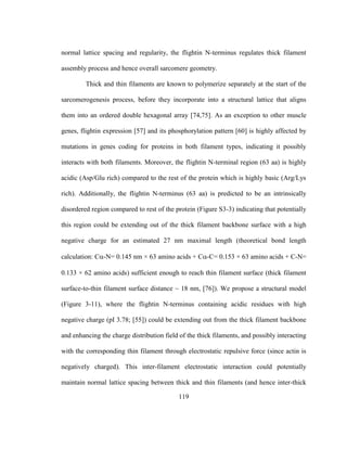 119
normal lattice spacing and regularity, the flightin N-terminus regulates thick filament
assembly process and hence overall sarcomere geometry.
Thick and thin filaments are known to polymerize separately at the start of the
sarcomerogenesis process, before they incorporate into a structural lattice that aligns
them into an ordered double hexagonal array [74,75]. As an exception to other muscle
genes, flightin expression [57] and its phosphorylation pattern [60] is highly affected by
mutations in genes coding for proteins in both filament types, indicating it possibly
interacts with both filaments. Moreover, the flightin N-terminal region (63 aa) is highly
acidic (Asp/Glu rich) compared to the rest of the protein which is highly basic (Arg/Lys
rich). Additionally, the flightin N-terminus (63 aa) is predicted to be an intrinsically
disordered region compared to rest of the protein (Figure S3-3) indicating that potentially
this region could be extending out of the thick filament backbone surface with a high
negative charge for an estimated 27 nm maximal length (theoretical bond length
calculation: C-N= 0.145 nm × 63 amino acids + C-C= 0.153 × 63 amino acids + C-N=
0.133 × 62 amino acids) sufficient enough to reach thin filament surface (thick filament
surface-to-thin filament surface distance ~ 18 nm, [76]). We propose a structural model
(Figure 3-11), where the flightin N-terminus containing acidic residues with high
negative charge (pI 3.78; [55]) could be extending out from the thick filament backbone
and enhancing the charge distribution field of the thick filaments, and possibly interacting
with the corresponding thin filament through electrostatic repulsive force (since actin is
negatively charged). This inter-filament electrostatic interaction could potentially
maintain normal lattice spacing between thick and thin filaments (and hence inter-thick
 