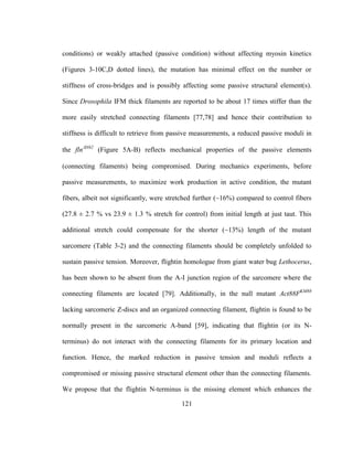 121
conditions) or weakly attached (passive condition) without affecting myosin kinetics
(Figures 3-10C,D dotted lines), the mutation has minimal effect on the number or
stiffness of cross-bridges and is possibly affecting some passive structural element(s).
Since Drosophila IFM thick filaments are reported to be about 17 times stiffer than the
more easily stretched connecting filaments [77,78] and hence their contribution to
stiffness is difficult to retrieve from passive measurements, a reduced passive moduli in
the flnN62
(Figure 5A-B) reflects mechanical properties of the passive elements
(connecting filaments) being compromised. During mechanics experiments, before
passive measurements, to maximize work production in active condition, the mutant
fibers, albeit not significantly, were stretched further (~16%) compared to control fibers
(27.8 ± 2.7 % vs 23.9 ± 1.3 % stretch for control) from initial length at just taut. This
additional stretch could compensate for the shorter (~13%) length of the mutant
sarcomere (Table 3-2) and the connecting filaments should be completely unfolded to
sustain passive tension. Moreover, flightin homologue from giant water bug Lethocerus,
has been shown to be absent from the A-I junction region of the sarcomere where the
connecting filaments are located [79]. Additionally, in the null mutant Act88FKM88
lacking sarcomeric Z-discs and an organized connecting filament, flightin is found to be
normally present in the sarcomeric A-band [59], indicating that flightin (or its N-
terminus) do not interact with the connecting filaments for its primary location and
function. Hence, the marked reduction in passive tension and moduli reflects a
compromised or missing passive structural element other than the connecting filaments.
We propose that the flightin N-terminus is the missing element which enhances the
 