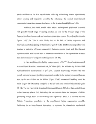 122
passive stiffness of the IFM myofilament lattice by maintaining normal myofilament
lattice spacing and regularity, possibly by enhancing the normal inter-filament
electrostatic interactions, as described above in the structural model (Figure 3-11).
Moreover, the active mutant fibers have a heterogenous population of heads
with possible broad range of cycling kinetics, as seen in the broader range of the
frequencies of maximum work and maximum power than control fibers (boxed regions in
figures 3-10C,D). This is most likely due to the lack of lattice regularity and
heterogeneous lattice spacing in the mutant (Figure 3-8E,F). The broader range of myosin
kinetics is indicative of lesser cooperativity between myosin heads and thin filament
regulatory units, which could lead to abnormal transmission of force production as have
been demonstrated by computer modeling studies [80-83].
In rigor condition, the slightly greater number of flnΔN62
fibers break compared
to control (see Results), reminiscent of fln0
fibers [62], but without any in vivo IFM
hypercontraction characteristics of fln0
[59]. Electron microscopy revealed that the
overall sarcomeric underlying lattice structure is weaker in the mutant torn-zone fibers as
seen by the wavy Z-line and the M-line (Figure S3-4D arrows) and buckling up of A-
bands (Figure S3-4D circles), compared to the few torn-zone fibers of the control (Figure
S3-4B). The net rigor yield strength of the mutant fibers is 50% less than control fibers
before breakage (Table 3-4) indicating that the mutant fibers are incapable of either
generating enough force or transmitting force optimally. Thus, it is evident that the
flightin N-terminus contributes to the myofilament lattice organization possibly
facilitating in an inter-filament interaction, to optimize the viscoelastic mechanical
 