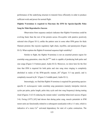 123
performance of the underlying structure to transmit force efficiently in order to produce
sufficient work and power for normal flight.
Flightin N-terminus is required to Fine-tune the IFM for Species-Specific Pulse
Song for Male Reproductive Success
Observation from sequence analysis indicates that flightin N-terminus could be
evolving faster than the rest of the protein across Drosophila with putative positively
selected sites (Figure S3-1), unlike the pattern seen in some other IFM genes for thick
filament proteins like myosin regulatory light chain, myofilin, and paramyosin (Figure
S3-2). What explains the flightin N-terminal sequence high variability?
Similar to flight, the flightin N-terminus is not an essential protein region for
courtship song generation, since the flnN62
male is capable of producing both pulse and
sine songs (Figure 3-3 bottom panel, Audio S3-2). Moreover, we show here for the first
time that IFM is required for both pulse and sine song since singing is completely
abolished in males of the IFM-specific mutant, fln0
(Figure 3-3 top panel), and is
completely rescued in fln+
(Figure 3-3 middle panel, Audio S3-1).
Interestingly, we find that flightin N-terminus is required for generating species-
specific D. melanogaster male courtship song parameters (namely interpulse interval,
cycles per pulse, pulse length, pulse duty cycle and sine song frequency) during mating
ritual (Figures 3-4,3-5) reducing the mutant males’ courtship behavioral success (Figure
3-6). Ewing (1977) [43] had shown that during pulse song, muscle potentials in IFM
motor units are functionally related to a subsequent sound pulse with a 1:1 ratio, which is
indicative of a more Ca2+
activated dependency for start of a pulse contraction. The
 