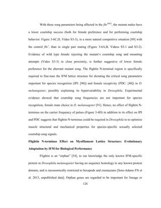 126
With these song parameters being affected in the flnN62
, the mutant males have
a lower courtship success (both for female preference and for performing courtship
behavior: Figure 3-6C,D, Video S3-3), in a more natural competitive situation [89] with
the control fln
, than in single pair mating (Figure 3-6A,B, Videos S3-1 and S3-2).
Evidence of wild type female rejecting the mutant’s courtship song and mounting
attempts (Video S3-3) in close proximity, is further suggestive of lower female
preference for the aberrant mutant song. The flightin N-terminal region is specifically
required to fine-tune the IFM lattice structure for dictating the critical song parameters
important for species recognition (IPI: [90]) and female receptivity (PDC: [40]) in D.
melanogaster, possibly explaining its hypervariability in Drosophila. Experimental
evidence showed that courtship song frequencies are not important for species
recognition, female mate choice in D. melanoagster [91]. Hence, no effect of flightin N-
terminus on the carrier frequency of pulses (Figure 3-4D) in addition to its effect on IPI
and PDC suggests that flightin N-terminus could be required in Drosophila to to optimize
muscle structural and mechanical properties for species-specific sexually selected
courtship song signals.
Flightin N-terminus Effect on Myofilament Lattice Structure: Evolutionary
Adaptation by IFM for Biological Performance
Flightin is an “orphan” [54], to our knowledge the only known IFM-specific
protein in Drosophila melanogaster having no sequence homology to any known protein
domain, and is taxonomically restricted to hexapods and crustaceans [Soto-Adams FN et
al. 2013, unpublished data]. Orphan genes are regarded to be important for lineage or
 