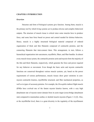 1
CHAPTER 1 INTRODUCTION
Overview
Structure and form of biological systems give function. Among them, muscle is
the primary tool by which living systems act to produce diverse and complex behavioral
outputs. The structure of muscle tissue is critical since some muscles have to produce
force, and some bear force based on power and control needed for distinct behaviors.
Hence, muscle is a highly structured biological material composed of ordered
organization of thick and thin filaments composed of contractile proteins, and the
connecting filaments that inter-connect them. This arrangement, in turn, follows a
hierarchical organization into sarcomeres, myofibrils, fibers, and fiber bundles. In almost
every muscle tissue system, the contractile proteins actin and myosin form the majority of
the thin and thick filaments, respectively, which generate the force and power required
for any behavior or movement. Even though the basic actin and myosin contractile
functions are conserved throughout various muscle systems, yet, based on the power
requirements of various performances, muscle tissues show great variations in acto-
myosin contractile kinetics, myofibrillar structural, and fiber mechanical properties, as
well as in types of accessory proteins. For example, the Drosophila indirect flight muscle
(IFM)s have evolved one of the fastest myosin kinetics known, with a very high
detachment rate of myosin motor domain from its actin target (cross-bridge detachment
rate) compared to mammalian cardiac or skeletal muscle myosins (Figure 1-1) [2]. Also,
at the myofibrillar level, there is a great diversity in the regularity of the myofilament
 