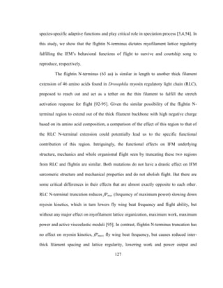 127
species-specific adaptive functions and play critical role in speciation process [3,4,54]. In
this study, we show that the flightin N-terminus dictates myofilament lattice regularity
fulfilling the IFM’s behavioral functions of flight to survive and courtship song to
reproduce, respectively.
The flightin N-terminus (63 aa) is similar in length to another thick filament
extension of 46 amino acids found in Drosophila myosin regulatory light chain (RLC),
proposed to reach out and act as a tether on the thin filament to fulfill the stretch
activation response for flight [92-95]. Given the similar possibility of the flightin N-
terminal region to extend out of the thick filament backbone with high negative charge
based on its amino acid composition, a comparison of the effect of this region to that of
the RLC N-terminal extension could potentially lead us to the specific functional
contribution of this region. Intriguingly, the functional effects on IFM underlying
structure, mechanics and whole organismal flight seen by truncating these two regions
from RLC and flightin are similar. Both mutations do not have a drastic effect on IFM
sarcomeric structure and mechanical properties and do not abolish flight. But there are
some critical differences in their effects that are almost exactly opposite to each other.
RLC N-terminal truncation reduces fPmax (frequency of maximum power) slowing down
myosin kinetics, which in turn lowers fly wing beat frequency and flight ability, but
without any major effect on myofilament lattice organization, maximum work, maximum
power and active viscoelastic moduli [95]. In contrast, flightin N-terminus truncation has
no effect on myosin kinetics, fPmax, fly wing beat frequency, but causes reduced inter-
thick filament spacing and lattice regularity, lowering work and power output and
 