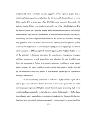 128
compromised active viscoelastic moduli, suggestive of this region’s specific role in
optimizing lattice organization, rather than the fast contractile kinetics known to power
flight muscles [10] as in the case of the RLC N-terminal extension. Importantly, this
indicates that the flightin N-terminal region is really one of the critical links in the IFM
for better registered and crystalline lattices, which has been shown to be an indispensable
requirement for asynchronous flight muscles in Drosophila and other flying insects [7-9].
Additionally, the lattice organizational defects of the mutant also influence courtship
song properties which are subject to distinct and opposing selection pressure (sexual
selection) than flight subject to natural selection ([96], reviewed in [1],[97]). This reflects
on the versatility of IFM in using the N-terminal sequence of the “orphan” flightin as one
of the potential evolutionary innovation for asynchronous high-power producing
oscillatory contractions as well as rhythmic wing vibrations for male courtship song.
Given the importance of flightin N-terminus in optimizing myofilament lattice spacing
and crystallinity, this highly variable region is possibly under adaptive positive selection
for fine-tuning lattice structural features in order to fulfill species-specific flight muscle
biological performance.
Yet, the evolutionary conundrum is that how a highly variable region of an
orphan gene does influences distinct behaviors of the tissue system that are under
opposing selection pressures? Flight is one of the most energy consuming, high power
requiring and aerodynamically costly behaviors, with the flight muscles of skilled flying
insects having highly regular lattice organization of thick and thin filaments. On the other
hand, courtship singing in D. melanogaster possibly requires much less power than flight.
 