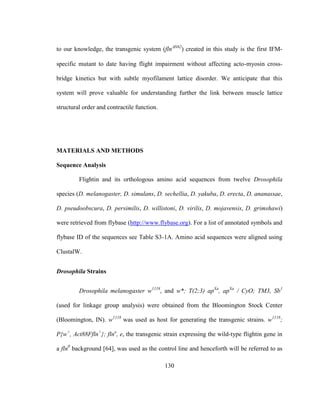 130
to our knowledge, the transgenic system (flnN62
) created in this study is the first IFM-
specific mutant to date having flight impairment without affecting acto-myosin cross-
bridge kinetics but with subtle myofilament lattice disorder. We anticipate that this
system will prove valuable for understanding further the link between muscle lattice
structural order and contractile function.
MATERIALS AND METHODS
Sequence Analysis
Flightin and its orthologous amino acid sequences from twelve Drosophila
species (D. melanogaster, D. simulans, D. sechellia, D. yakuba, D. erecta, D. ananassae,
D. pseudoobscura, D. persimilis, D. willistoni, D. virilis, D. mojavensis, D. grimshawi)
were retrieved from flybase (http://www.flybase.org). For a list of annotated symbols and
flybase ID of the sequences see Table S3-1A. Amino acid sequences were aligned using
ClustalW.
Drosophila Strains
Drosophila melanogaster w1118
, and w*; T(2;3) apXa
, apXa
/ CyO; TM3, Sb1
(used for linkage group analysis) were obtained from the Bloomington Stock Center
(Bloomington, IN). w1118
was used as host for generating the transgenic strains. w1118
;
P{w+
, Act88Ffln+
}; flno
, e, the transgenic strain expressing the wild-type flightin gene in
a fln0
background [64], was used as the control line and henceforth will be referred to as
 
