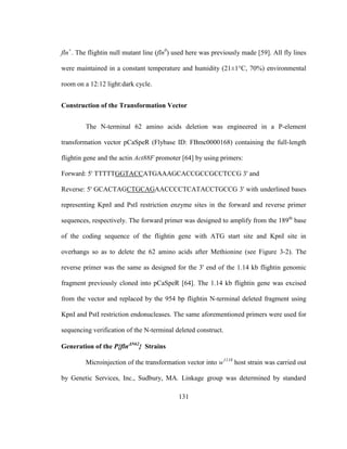 131
fln+
. The flightin null mutant line (fln0
) used here was previously made [59]. All fly lines
were maintained in a constant temperature and humidity (21±1°C, 70%) environmental
room on a 12:12 light:dark cycle.
Construction of the Transformation Vector
The N-terminal 62 amino acids deletion was engineered in a P-element
transformation vector pCaSpeR (Flybase ID: FBmc0000168) containing the full-length
flightin gene and the actin Act88F promoter [64] by using primers:
Forward: 5' TTTTTGGTACCATGAAAGCACCGCCGCCTCCG 3' and
Reverse: 5' GCACTAGCTGCAGAACCCCTCATACCTGCCG 3' with underlined bases
representing KpnI and PstI restriction enzyme sites in the forward and reverse primer
sequences, respectively. The forward primer was designed to amplify from the 189th
base
of the coding sequence of the flightin gene with ATG start site and KpnI site in
overhangs so as to delete the 62 amino acids after Methionine (see Figure 3-2). The
reverse primer was the same as designed for the 3' end of the 1.14 kb flightin genomic
fragment previously cloned into pCaSpeR [64]. The 1.14 kb flightin gene was excised
from the vector and replaced by the 954 bp flightin N-terminal deleted fragment using
KpnI and PstI restriction endonucleases. The same aforementioned primers were used for
sequencing verification of the N-terminal deleted construct.
Generation of the P{flnN62
} Strains
Microinjection of the transformation vector into w1118
host strain was carried out
by Genetic Services, Inc., Sudbury, MA. Linkage group was determined by standard
 