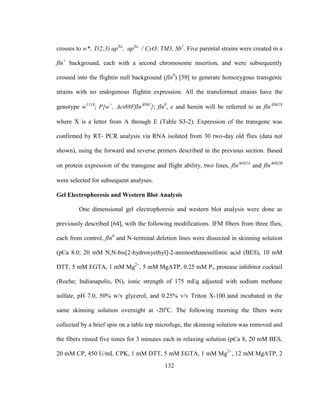 132
crosses to w*; T(2;3) apXa
, apXa
/ CyO; TM3, Sb1
. Five parental strains were created in a
fln+
background, each with a second chromosome insertion, and were subsequently
crossed into the flightin null background (fln0
) [59] to generate homozygous transgenic
strains with no endogenous flightin expression. All the transformed strains have the
genotype w1118
; P{w+
, Act88FflnN62
}; fln0
, e and herein will be referred to as flnN62X
where X is a letter from A through E (Table S3-2). Expression of the transgene was
confirmed by RT- PCR analysis via RNA isolated from 30 two-day old flies (data not
shown), using the forward and reverse primers described in the previous section. Based
on protein expression of the transgene and flight ability, two lines, flnN62A
and flnN62B
were selected for subsequent analyses.
Gel Electrophoresis and Western Blot Analysis
One dimensional gel electrophoresis and western blot analysis were done as
previously described [64], with the following modifications. IFM fibers from three flies,
each from control, fln0
and N-terminal deletion lines were dissected in skinning solution
(pCa 8.0; 20 mM N,N-bis[2-hydroxyethyl]-2-aminoethanesulfonic acid (BES), 10 mM
DTT, 5 mM EGTA, 1 mM Mg2+
, 5 mM MgATP, 0.25 mM Pi, protease inhibitor cocktail
(Roche; Indianapolis, IN), ionic strength of 175 mEq adjusted with sodium methane
sulfate, pH 7.0, 50% w/v glycerol, and 0.25% v/v Triton X-100.)and incubated in the
same skinning solution overnight at -20o
C. The following morning the fibers were
collected by a brief spin on a table top microfuge, the skinning solution was removed and
the fibers rinsed five times for 3 minutes each in relaxing solution (pCa 8, 20 mM BES,
20 mM CP, 450 U/mL CPK, 1 mM DTT, 5 mM EGTA, 1 mM Mg2+
, 12 mM MgATP, 2
 
