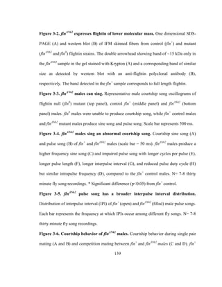 139
Figure 3-2. flnΔN62
expresses flightin of lower molecular mass. One dimensional SDS-
PAGE (A) and western blot (B) of IFM skinned fibers from control (fln+
) and mutant
(flnΔN62
and fln0
) flightin strains. The double arrowhead showing band of ~15 kDa only in
the flnΔN62
sample in the gel stained with Krypton (A) and a corresponding band of similar
size as detected by western blot with an anti-flightin polyclonal antibody (B),
respectively. The band detected in the fln+
sample corresponds to full length flightin.
Figure 3-3. flnΔN62
males can sing. Representative male courtship song oscillograms of
flightin null (fln0
) mutant (top panel), control fln+
(middle panel) and flnΔN62
(bottom
panel) males. fln0
males were unable to produce courtship song, while fln+
control males
and flnΔN62
mutant males produce sine song and pulse song. Scale bar represents 500 ms.
Figure 3-4. flnΔN62
males sing an abnormal courtship song. Courtship sine song (A)
and pulse song (B) of fln+
and flnΔN62
males (scale bar = 50 ms). flnΔN62
males produce a
higher frequency sine song (C) and impaired pulse song with longer cycles per pulse (E),
longer pulse length (F), longer interpulse interval (G), and reduced pulse duty cycle (H)
but similar intrapulse frequency (D), compared to the fln+
control males. N= 7-8 thirty
minute fly song recordings. * Significant difference (p<0.05) from fln+
control.
Figure 3-5. flnΔN62
pulse song has a broader interpulse interval distribution.
Distribution of interpulse interval (IPI) of fln+
(open) and flnΔN62
(filled) male pulse songs.
Each bar represents the frequency at which IPIs occur among different fly songs. N= 7-8
thirty minute fly song recordings.
Figure 3-6. Courtship behavior of flnΔN62
males. Courtship behavior during single pair
mating (A and B) and competition mating between fln+
and flnΔN62
males (C and D). fln+
 