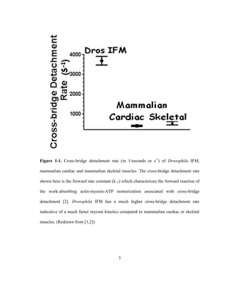 3
Figure 1-1. Cross-bridge detachment rate (in 1/seconds or s-1
) of Drosophila IFM,
mammalian cardiac and mammalian skeletal muscles. The cross-bridge detachment rate
shown here is the forward rate constant (k+2) which characterizes the forward reaction of
the work-absorbing actin-myosin-ATP isomerization associated with cross-bridge
detachment [2]. Drosophila IFM has a much higher cross-bridge detachment rate
indicative of a much faster myosin kinetics compared to mammalian cardiac or skeletal
muscles. (Redrawn from [1,2])
 