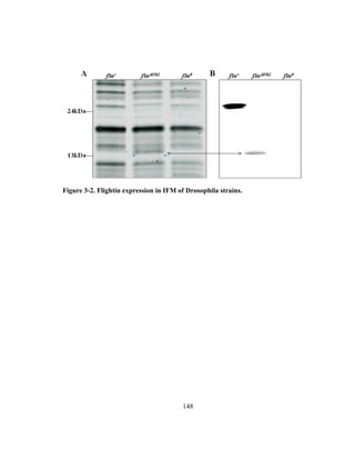 148
Figure 3-2. Flightin expression in IFM of Drosophila strains.
 