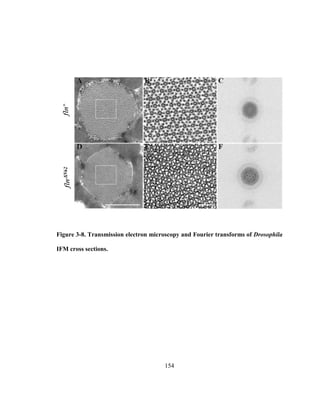 154
Figure 3-8. Transmission electron microscopy and Fourier transforms of Drosophila
IFM cross sections.
 