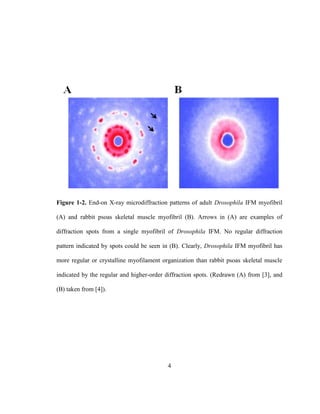 4
Figure 1-2. End-on X-ray microdiffraction patterns of adult Drosophila IFM myofibril
(A) and rabbit psoas skeletal muscle myofibril (B). Arrows in (A) are examples of
diffraction spots from a single myofibril of Drosophila IFM. No regular diffraction
pattern indicated by spots could be seen in (B). Clearly, Drosophila IFM myofibril has
more regular or crystalline myofilament organization than rabbit psoas skeletal muscle
indicated by the regular and higher-order diffraction spots. (Redrawn (A) from [3], and
(B) taken from [4]).
 