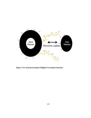 157
Figure 3-11. Structural model of flightin N-terminus function.
 