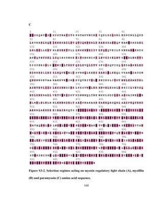 160
C
Figure S3-2. Selection regimes acting on myosin regulatory light chain (A), myofilin
(B) and paramyosin (C) amino acid sequence.
 