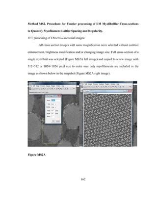 162
Method MS2. Procedure for Fourier processing of EM Myofibrillar Cross-sections
to Quantify Myofilament Lattice Spacing and Regularity.
FFT processing of EM cross-sectional images:
All cross section images with same magnification were selected without contrast
enhancement, brightness modification and/or changing image size. Full cross-section of a
single myofibril was selected (Figure MS2A left image) and copied to a new image with
512×512 or 1024×1024 pixel size to make sure only myofilaments are included in the
image as shown below in the snapshot (Figure MS2A right image).
Figure MS2A
 