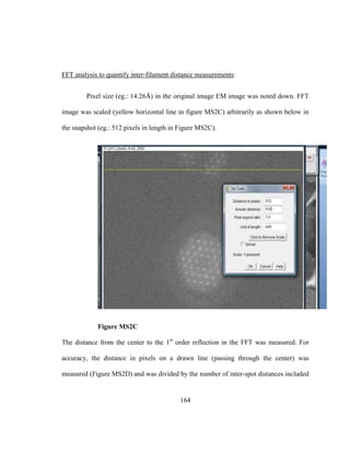 164
FFT analysis to quantify inter-filament distance measurements:
Pixel size (eg.: 14.26Å) in the original image EM image was noted down. FFT
image was scaled (yellow horizontal line in figure MS2C) arbitrarily as shown below in
the snapshot (eg.: 512 pixels in length in Figure MS2C).
Figure MS2C
The distance from the center to the 1st
order reflection in the FFT was measured. For
accuracy, the distance in pixels on a drawn line (passing through the center) was
measured (Figure MS2D) and was divided by the number of inter-spot distances included
 