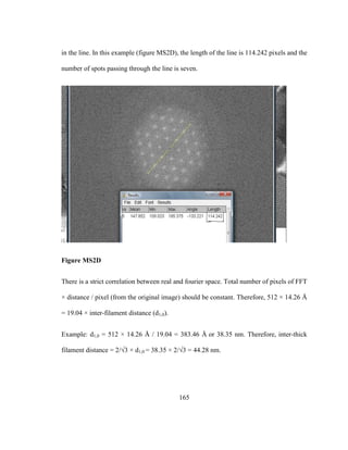 165
in the line. In this example (figure MS2D), the length of the line is 114.242 pixels and the
number of spots passing through the line is seven.
Figure MS2D
There is a strict correlation between real and fourier space. Total number of pixels of FFT
× distance / pixel (from the original image) should be constant. Therefore, 512 × 14.26 Å
= 19.04 × inter-filament distance (d1,0).
Example: d1,0 = 512 × 14.26 Å / 19.04 = 383.46 Å or 38.35 nm. Therefore, inter-thick
filament distance = 2/√3 × d1,0 = 38.35 × 2/√3 = 44.28 nm.
 