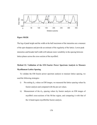 170
Figure MS2H
The log of peak height and the width at the half maximum of the intensities are a measure
of the spot sharpness and provide an estimate of the regularity of the lattice. Lower peak
intensities and broader half width will indicate more variability in the spacing between
lattice planes across the cross section of the myofibril.
Method S3. Validation of the EM Fourier Power Spectrum Analysis to Measure
Myofilament Lattice Spacing.
To validate the EM fourier power spectrum analysis to measure lattice spacing, we
used the following strategies:
i) Pre-setting d1,0 values on EM images, we measured the lattice spacing values by
fourier analysis and compared with the pre-set values.
ii) Measurement of the d1,0 spacing values by fourier analysis on EM images of
myofibril cross-sections of the M-line region, and comparing it with that of
the A-band region myofibrillar fourier analysis.
 