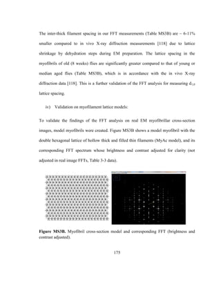 175
The inter-thick filament spacing in our FFT measurements (Table MS3B) are ~ 6-11%
smaller compared to in vivo X-ray diffraction measurements [118] due to lattice
shrinkage by dehydration steps during EM preparation. The lattice spacing in the
myofibrils of old (8 weeks) flies are significantly greater compared to that of young or
median aged flies (Table MS3B), which is in accordance with the in vivo X-ray
diffraction data [118]. This is a further validation of the FFT analysis for measuring d1,0
lattice spacing.
iv) Validation on myofilament lattice models:
To validate the findings of the FFT analysis on real EM myofibrillar cross-section
images, model myofibrils were created. Figure MS3B shows a model myofibril with the
double hexagonal lattice of hollow thick and filled thin filaments (MyAc model), and its
corresponding FFT spectrum whose brightness and contrast adjusted for clarity (not
adjusted in real image FFTs, Table 3-3 data).
Figure MS3B. Myofibril cross-section model and corresponding FFT (brightness and
contrast adjusted).
 