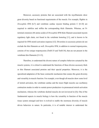 6
Moreover, accessory proteins that are associated with the myofilaments show
great diversity based on functional requirements of the muscle. For example, flightin in
Drosophila IFM [6,7] and vertebrate cardiac myosin binding protein C [8-10] are
required to stabilize and stiffen the corresponding thick filaments. Whereas, an N-
terminal extension (46 amino acids) of Drosophila IFM thick filament associated myosin
regulatory light chain, not found in the vertebrate homolog [11], and is known to be
required for IFM stretch activation response [12]. Diversities in accessory protein do not
exclude the thin filaments as well. Drosophila IFM, in addition to normal tropomyosins,
consists of two unique tropomyosins (TmH-33 and TmH-34), that are not present in the
vertebrate thin filaments [13-15].
Therefore, to understand the diverse nature of complex behaviors actuated by the
muscle systems, it is critical to understand the functions of these diverse accessory thick
or thin filament associated proteins and their special properties. Moreover, it is the
specialized adaptation of the basic contractile mechanism that creates this great diversity
and versatility in muscle function. For example, even though all muscles show some level
of stretch activation, the vertebrate cardiac and the insect flight muscles use oscillatory
contraction modes in order to sustain power production via pronounced stretch activation
mechanism, whereas the vertebrate skeletal muscles do not (reviewed in [5]). One of the
fundamental aspects in muscle biology is how the versatility in function of the muscle
tissue system emerged and how it evolved to enable the enormous diversity of muscle
driven behaviors in nature. In particular, it is of notable interest to understand the
 