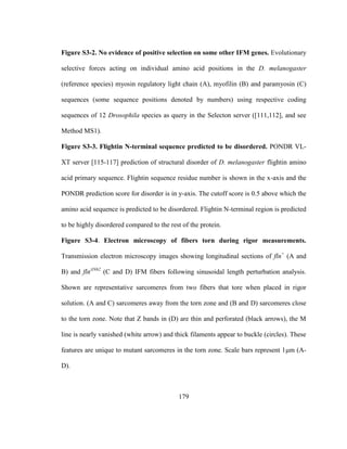 179
Figure S3-2. No evidence of positive selection on some other IFM genes. Evolutionary
selective forces acting on individual amino acid positions in the D. melanogaster
(reference species) myosin regulatory light chain (A), myofilin (B) and paramyosin (C)
sequences (some sequence positions denoted by numbers) using respective coding
sequences of 12 Drosophila species as query in the Selecton server ([111,112], and see
Method MS1).
Figure S3-3. Flightin N-terminal sequence predicted to be disordered. PONDR VL-
XT server [115-117] prediction of structural disorder of D. melanogaster flightin amino
acid primary sequence. Flightin sequence residue number is shown in the x-axis and the
PONDR prediction score for disorder is in y-axis. The cutoff score is 0.5 above which the
amino acid sequence is predicted to be disordered. Flightin N-terminal region is predicted
to be highly disordered compared to the rest of the protein.
Figure S3-4. Electron microscopy of fibers torn during rigor measurements.
Transmission electron microscopy images showing longitudinal sections of fln+
(A and
B) and flnΔN62
(C and D) IFM fibers following sinusoidal length perturbation analysis.
Shown are representative sarcomeres from two fibers that tore when placed in rigor
solution. (A and C) sarcomeres away from the torn zone and (B and D) sarcomeres close
to the torn zone. Note that Z bands in (D) are thin and perforated (black arrows), the M
line is nearly vanished (white arrow) and thick filaments appear to buckle (circles). These
features are unique to mutant sarcomeres in the torn zone. Scale bars represent 1μm (A-
D).
 