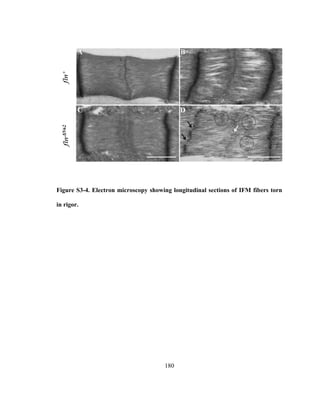 180
Figure S3-4. Electron microscopy showing longitudinal sections of IFM fibers torn
in rigor.
 