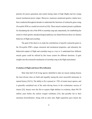 9
proteins for power generation and control during states of high (flight) and low (song)
muscle mechanical power output. Moreover, numerous mutational genetics studies have
been conducted throughout decades to understand the functions of contractile genes using
Drosophila IFM as a model (reviewed in [19]). These muscle mutants present a goldmine
for elucidating the role of the IFM in courtship song and, importantly, for establishing the
extent to which genetic and physiological pathways are shared between these two distinct
behaviors of flight and courtship.
The goal of this thesis is to study the contributions of specific contractile genes to
the Drosophila IFM’s unique structural and mechanical properties, and ultimately the
behavioral outputs of flight and courtship song as a way to 1) understand how different
muscle genes could be utilized by this tissue system for different functions, 2) gain
insights into the contractile mechanism of courtship song in the flight musculature.
Evolution of Flight and Insect Diversification
More than half of all living species identified to date are insects making Insecta
the most diverse class on Earth and arguably among the most successful metazoans in
natural history [30,31]. The ability to fly is present in >70% of extant insect species, and
is generally considered one of the main driving forces in the evolutionary success of
insects [32]. Insects were the first to acquire flight abilities in evolution, about 90-170
million years before the earliest winged vertebrates [33], that possibly led to their
enormous diversification. Along with an early start, flight acquisition gave insects the
 