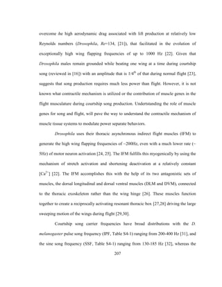 207
overcome the high aerodynamic drag associated with lift production at relatively low
Reynolds numbers (Drosophila, Re=134, [21]), that facilitated in the evolution of
exceptionally high wing flapping frequencies of up to 1000 Hz [22]. Given that
Drosophila males remain grounded while beating one wing at a time during courtship
song (reviewed in [16]) with an amplitude that is 1/4th
of that during normal flight [23],
suggests that song production requires much less power than flight. However, it is not
known what contractile mechanism is utilized or the contribution of muscle genes in the
flight musculature during courtship song production. Undertstanding the role of muscle
genes for song and flight, will pave the way to understand the contractile mechanism of
muscle tissue systems to modulate power separate behaviors.
Drosophila uses their thoracic asynchronous indirect flight muscles (IFM) to
generate the high wing flapping frequencies of ~200Hz, even with a much lower rate (~
5Hz) of motor neuron activation [24, 25]. The IFM fulfills this myogenically by using the
mechanism of stretch activation and shortening deactivation at a relatively constant
[Ca2+
] [22]. The IFM accomplishes this with the help of its two antagonistic sets of
muscles, the dorsal longitudinal and dorsal ventral muscles (DLM and DVM), connected
to the thoracic exoskeleton rather than the wing hinge [26]. These muscles function
together to create a reciprocally activating resonant thoracic box [27,28] driving the large
sweeping motion of the wings during flight [29,30].
Courtship song carrier frequencies have broad distributions with the D.
melanogaster pulse song frequency (IPF, Table S4-1) ranging from 200-400 Hz [31], and
the sine song frequency (SSF, Table S4-1) ranging from 130-185 Hz [32], whereas the
 