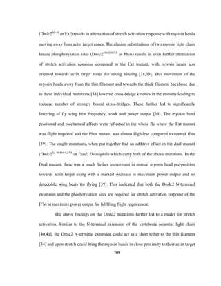 209
(Dmlc22-46
or Ext) results in attenuation of stretch activation response with myosin heads
moving away from actin target zones. The alanine substitutions of two myosin light chain
kinase phosphorylation sites (Dmlc2S66A,S67A
or Phos) results in even further attenuation
of stretch activation response compared to the Ext mutant, with myosin heads less
oriented towards actin target zones for strong binding [38,39]. This movement of the
myosin heads away from the thin filament and towards the thick filament backbone due
to these individual mutations [38] lowered cross-bridge kinetics in the mutants leading to
reduced number of strongly bound cross-bridges. These further led to significantly
lowering of fly wing beat frequency, work and power output [39]. The myosin head
positional and mechanical effects were reflected in the whole fly where the Ext mutant
was flight impaired and the Phos mutant was almost flightless compared to control flies
[39]. The single mutations, when put together had an additive effect in the dual mutant
(Dmlc22-46;S66A,67A
or Dual) Drosophila which carry both of the above mutations. In the
Dual mutant, there was a much further impairment in normal myosin head pre-position
towards actin target along with a marked decrease in maximum power output and no
detectable wing beats for flying [39]. This indicated that both the Dmlc2 N-terminal
extension and the phoshorylation sites are required for stretch activation response of the
IFM to maximize power output for fulfilling flight requirement.
The above findings on the Dmlc2 mutations further led to a model for stretch
activation. Similar to the N-terminal extension of the vertebrate essential light chain
[40,41], the Dmlc2 N-terminal extension could act as a short tether to the thin filament
[34] and upon stretch could bring the myosin heads in close proximity to their actin target
 