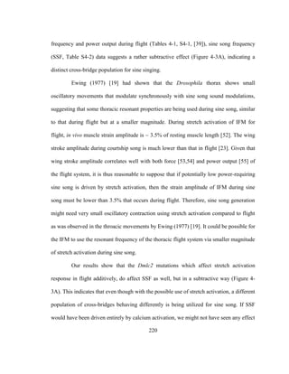 220
frequency and power output during flight (Tables 4-1, S4-1, [39]), sine song frequency
(SSF, Table S4-2) data suggests a rather subtractive effect (Figure 4-3A), indicating a
distinct cross-bridge population for sine singing.
Ewing (1977) [19] had shown that the Drosophila thorax shows small
oscillatory movements that modulate synchronously with sine song sound modulations,
suggesting that some thoracic resonant properties are being used during sine song, similar
to that during flight but at a smaller magnitude. During stretch activation of IFM for
flight, in vivo muscle strain amplitude is ~ 3.5% of resting muscle length [52]. The wing
stroke amplitude during courtship song is much lower than that in flight [23]. Given that
wing stroke amplitude correlates well with both force [53,54] and power output [55] of
the flight system, it is thus reasonable to suppose that if potentially low power-requiring
sine song is driven by stretch activation, then the strain amplitude of IFM during sine
song must be lower than 3.5% that occurs during flight. Therefore, sine song generation
might need very small oscillatory contraction using stretch activation compared to flight
as was observed in the throacic movements by Ewing (1977) [19]. It could be possible for
the IFM to use the resonant frequency of the thoracic flight system via smaller magnitude
of stretch activation during sine song.
Our results show that the Dmlc2 mutations which affect stretch activation
response in flight additively, do affect SSF as well, but in a subtractive way (Figure 4-
3A). This indicates that even though with the possible use of stretch activation, a different
population of cross-bridges behaving differently is being utilized for sine song. If SSF
would have been driven entirely by calcium activation, we might not have seen any effect
 