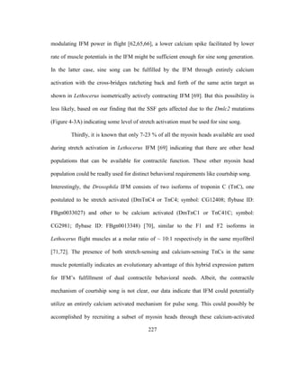 227
modulating IFM power in flight [62,65,66], a lower calcium spike facilitated by lower
rate of muscle potentials in the IFM might be sufficient enough for sine song generation.
In the latter case, sine song can be fulfilled by the IFM through entirely calcium
activation with the cross-bridges ratcheting back and forth of the same actin target as
shown in Lethocerus isometrically actively contracting IFM [69]. But this possibility is
less likely, based on our finding that the SSF gets affected due to the Dmlc2 mutations
(Figure 4-3A) indicating some level of stretch activation must be used for sine song.
Thirdly, it is known that only 7-23 % of all the myosin heads available are used
during stretch activation in Lethocerus IFM [69] indicating that there are other head
populations that can be available for contractile function. These other myosin head
population could be readly used for distinct behavioral requirements like courtship song.
Interestingly, the Drosophila IFM consists of two isoforms of troponin C (TnC), one
postulated to be stretch activated (DmTnC4 or TnC4; symbol: CG12408; flybase ID:
FBgn0033027) and other to be calcium activated (DmTnC1 or TnC41C; symbol:
CG2981; flybase ID: FBgn0013348) [70], similar to the F1 and F2 isoforms in
Lethocerus flight muscles at a molar ratio of ~ 10:1 respectively in the same myofibril
[71,72]. The presence of both stretch-sensing and calcium-sensing TnCs in the same
muscle potentially indicates an evolutionary advantage of this hybrid expression pattern
for IFM’s fulfillment of dual contractile behavioral needs. Albeit, the contractile
mechanism of courtship song is not clear, our data indicate that IFM could potentially
utilize an entirely calcium activated mechanism for pulse song. This could possibly be
accomplished by recruiting a subset of myosin heads through these calcium-activated
 