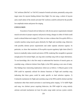 228
TnC isoforms (DmTnC1 or TnC41C) instead of stretch activation, potentially using actin
target zones for myosin binding distinct from flight. For sine song, a subset of myosin
and a small subset of the stretch activated TnC isoforms could be utilized for the possible
low amplitude strains and power for singing.
CONCLUSION
Execution of muscle-driven behaviors with diverse power requirements demand
muscle activation in proper sequence and precise timing, changes in either of which could
result in altered behavioral output [73]. Here we show evidence that Drosophila IFM is a
versatile machine using muscle genes distinctly for flight and courtship song, behaviors
with possibly distinct power requirements and under separate selection regimes. In
particular, we show that mutations of Drosophila myosin regulatory light chain (Dmlc2)
known to markedly reduce stretch activation of IFM, rendering flies incapable to generate
enough power for normal flight, can sing male courtship song with no major aberrations.
To our knowledge, this is the first study to understand the function of muscle genes on
courtship song, a behavior distinct from flight, in the IFM, opening a new area of study.
Our findings have interesting implications which are as follows: 1) Muscle genes in the
IFM could be separately utilized for distinct functions of flight and courtship song
indicating that these genes could be under specific or dual selection regimes. 2)
Contractile mechanism for flight and courtship song in the IFM could be distinct and that
mechanism other than stretch activation is used during pulse singing. 3) To fulfill flight
and song, two distinct power requiring behaviors, the IFM might be using entirely
calcium activated mechanism (at least for pulse song) under nervous system control,
 
