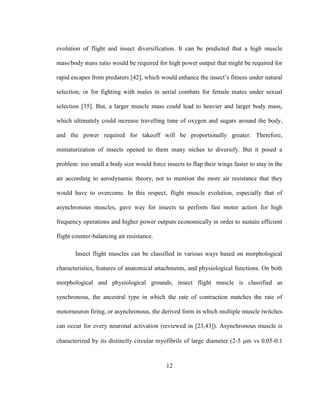12
evolution of flight and insect diversification. It can be predicted that a high muscle
mass/body mass ratio would be required for high power output that might be required for
rapid escapes from predators [42], which would enhance the insect’s fitness under natural
selection, or for fighting with males in aerial combats for female mates under sexual
selection [35]. But, a larger muscle mass could lead to heavier and larger body mass,
which ultimately could increase travelling time of oxygen and sugars around the body,
and the power required for takeoff will be proportionally greater. Therefore,
miniaturization of insects opened to them many niches to diversify. But it posed a
problem: too small a body size would force insects to flap their wings faster to stay in the
air according to aerodynamic theory, not to mention the more air resistance that they
would have to overcome. In this respect, flight muscle evolution, especially that of
asynchronous muscles, gave way for insects to perform fast motor action for high
frequency operations and higher power outputs economically in order to sustain efficient
flight counter-balancing air resistance.
Insect flight muscles can be classified in various ways based on morphological
characteristics, features of anatomical attachments, and physiological functions. On both
morphological and physiological grounds, insect flight muscle is classified as
synchronous, the ancestral type in which the rate of contraction matches the rate of
motorneuron firing, or asynchronous, the derived form in which multiple muscle twitches
can occur for every neuronal activation (reviewed in [23,43]). Asynchronous muscle is
characterized by its distinctly circular myofibrils of large diameter (2-5 m vs 0.05-0.1
 