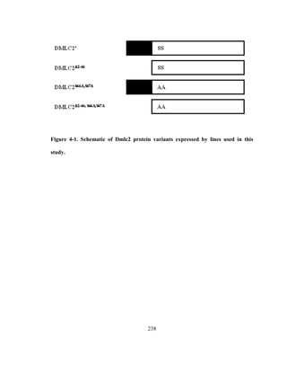 238
Figure 4-1. Schematic of Dmlc2 protein variants expressed by lines used in this
study.
 