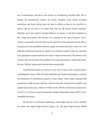 13
m in synchronous), and also by the scarcity of sarcoplasmic reticulum (SR). This is
because the asynchronous muscles are mostly myogenic using stretch activation
mechanism, and hence calcium does not have to diffuse as often to the myofibrils to
activate and do not have to be taken back into the SR quickly during relaxation.
Therefore, given less need for repeated diffusion of calcium to and from myoplasm to
SR, a large and extensive SR network is not required for this type of muscles. This is
relevant, in particular, since the muscle action potentials release calcium from the SR to a
priming level in the myofibrils sufficient enough for stretch activation to take over. This
leads the asynchronous muscles to contract in an oscillatory manner if they are connected
to an appropriate resonant load like the wings or thorax of the insects. The absence of an
extensive SR network allows the myofibrils to be easily dissociated, a feature that lead to
the term ‘fibrillar’ being used to describe these muscles [44].
Asynchronous muscles are known to exist only in insects [43]. Using the above
morphological criteria, Cullen [45] and Smith [46] used electron microscopy to examine
the distribution of asynchronous muscle in insect orders. These studies indicated that
asynchronous flight muscles represent a derived character, being derived possibly from
synchronous muscle types. Based on Cullen’s work, fibrillar asynchronous muscles have
evolved 9 or 10 times overall with possible multiple independent origins [45,47], yet a
remarkable innovation.
On the basis of anatomical attachments, insect flight muscles can be classified
into direct and indirect flight muscles (Figure 1-4). The direct flight muscles (DFM)
 