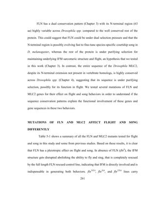 261
FLN has a dual conservation pattern (Chapter 3) with its N-terminal region (63
aa) highly variable across Drosophila spp. compared to the well conserved rest of the
protein. This could suggest that FLN could be under dual selection pressure and that the
N-terminal region is possibly evolving fast to fine-tune species-specific courtship song in
D. melanogaster, whereas the rest of the protein is under purifying selection for
maintaining underlying IFM sarcomeric structure and flight, an hypothesis that we tested
in this work (Chapter 3). In contrast, the entire sequence of the Drosophila MLC2,
despite its N-terminal extension not present in vertebrate homologs, is highly conserved
across Drosophila spp. (Chapter 4), suggesting that its sequence is under purifying
selection, possibly for its function in flight. We tested several mutations of FLN and
MLC2 genes for their effect on flight and song behaviors in order to understand if the
sequence conservation patterns explain the functional involvement of these genes and
gene sequences in these two behaviors.
MUTATIONS OF FLN AND MLC2 AFFECT FLIGHT AND SONG
DIFFERENTLY
Table 5-1 shows a summary of all the FLN and MLC2 mutants tested for flight
and song in this study and some from previous studies. Based on these results, it is clear
that FLN has a pleiotropic effect on flight and song. In absence of FLN (fln0
), the IFM
structure gets disrupted abolishing the ability to fly and sing, that is completely rescued
by the full length FLN rescued control line, indicating that IFM is directly involved and is
indispensable in generating both behaviors. fln5STA
, fln3SA
, and fln2TSA
lines carry
 