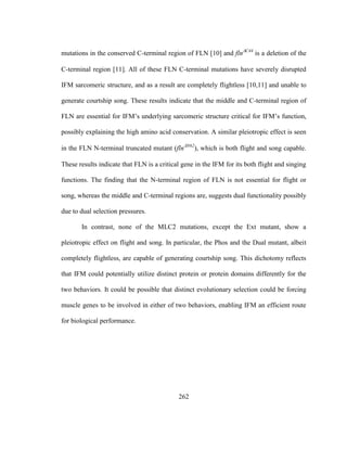 262
mutations in the conserved C-terminal region of FLN [10] and flnC44
is a deletion of the
C-terminal region [11]. All of these FLN C-terminal mutations have severely disrupted
IFM sarcomeric structure, and as a result are completely flightless [10,11] and unable to
generate courtship song. These results indicate that the middle and C-terminal region of
FLN are essential for IFM’s underlying sarcomeric structure critical for IFM’s function,
possibly explaining the high amino acid conservation. A similar pleiotropic effect is seen
in the FLN N-terminal truncated mutant (flnN62
), which is both flight and song capable.
These results indicate that FLN is a critical gene in the IFM for its both flight and singing
functions. The finding that the N-terminal region of FLN is not essential for flight or
song, whereas the middle and C-terminal regions are, suggests dual functionality possibly
due to dual selection pressures.
In contrast, none of the MLC2 mutations, except the Ext mutant, show a
pleiotropic effect on flight and song. In particular, the Phos and the Dual mutant, albeit
completely flightless, are capable of generating courtship song. This dichotomy reflects
that IFM could potentially utilize distinct protein or protein domains differently for the
two behaviors. It could be possible that distinct evolutionary selection could be forcing
muscle genes to be involved in either of two behaviors, enabling IFM an efficient route
for biological performance.
 