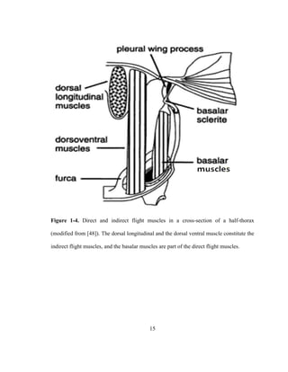 15
Figure 1-4. Direct and indirect flight muscles in a cross-section of a half-thorax
(modified from [48]). The dorsal longitudinal and the dorsal ventral muscle constitute the
indirect flight muscles, and the basalar muscles are part of the direct flight muscles.
 