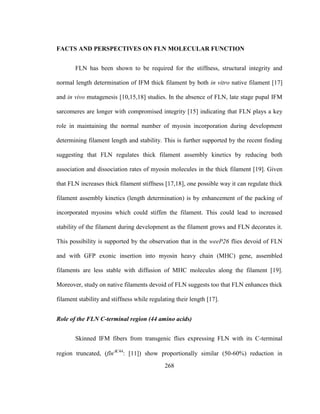 268
FACTS AND PERSPECTIVES ON FLN MOLECULAR FUNCTION
FLN has been shown to be required for the stiffness, structural integrity and
normal length determination of IFM thick filament by both in vitro native filament [17]
and in vivo mutagenesis [10,15,18] studies. In the absence of FLN, late stage pupal IFM
sarcomeres are longer with compromised integrity [15] indicating that FLN plays a key
role in maintaining the normal number of myosin incorporation during development
determining filament length and stability. This is further supported by the recent finding
suggesting that FLN regulates thick filament assembly kinetics by reducing both
association and dissociation rates of myosin molecules in the thick filament [19]. Given
that FLN increases thick filament stiffness [17,18], one possible way it can regulate thick
filament assembly kinetics (length determination) is by enhancement of the packing of
incorporated myosins which could stiffen the filament. This could lead to increased
stability of the filament during development as the filament grows and FLN decorates it.
This possibility is supported by the observation that in the weeP26 flies devoid of FLN
and with GFP exonic insertion into myosin heavy chain (MHC) gene, assembled
filaments are less stable with diffusion of MHC molecules along the filament [19].
Moreover, study on native filaments devoid of FLN suggests too that FLN enhances thick
filament stability and stiffness while regulating their length [17].
Role of the FLN C-terminal region (44 amino acids)
Skinned IFM fibers from transgenic flies expressing FLN with its C-terminal
region truncated, (flnC44
: [11]) show proportionally similar (50-60%) reduction in
 