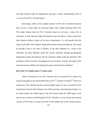 271
and better matches whole fly flightlessness and gives a clearer understanding of the in
vivo role of the FLN C-terminal region.
Interestingly, unlike in the complete absence of FLN, the C-terminal truncation
does not have a major effect on sarcomere length, with a slight shortening effect [11].
This might indicate that the FLN C-terminal region do not play a major role in
sarcomeric or thick filament length determination, but most likely is solely required for
thick filament stiffness. Inspite of the above interpretation, it is still possible that this
region could affect thick filament length determination during development. This could
be possible if due to the lack of stability of the thick filaments as a result of the
truncation, the thick filaments could lose myosin molecules through age-dependent
degeneration during development and the sarcomere length could get shortened. This
possibility could be tested by investigating on the sarcomeric structure and length of the
truncated mutant at different developmental stages of the fly before adulthood.
Role of the FLN middle region (75 amino acids)
Both N-terminal (63 aa) and C-terminal (44 aa) truncated FLN variants are
expressed normally in the skinned IFM fibers of flnN62
(Chapter 3) and flnC44
flies [11],
respectively. This indicates that the common middle region (75 aa) is essential for FLN
incorporation into the thick filament of the IFM sarcomeres. Biochemically though, it is
not tested whether the middle region of the FLN protein binds the LMM region of the
myosin rod, as shown with full length FLN [22]. Therefore, it is not certain that truncated
versions of FLN bind to myosin rod with normal affinity and at the normal location.
 