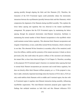 274
spacing possibly through aligning the thick and thin filaments [23]. Therefore, the
truncation of the FLN N-terminal region could potentially reduce the electrostatic
interaction between the myofilaments (possibly between thick and thin filaments), which
compromise the alignment of the filaments during myofibril assembly. This explains the
lower lattice spacing and regularity that was observed in the mutant myofilament
arrangement. We propose that the FLN N-terminal region, by maintaining the lattice
spacing through the proposed electrostatic inter-filament interaction, facilitates in
maintaining the normal number of thick filament incorporation in the myofibrils which
could maintain normal lattice regularity. This abnormal thick filament incorporation and
irregular A-band lattice, in turn, could affect normal M-line formation, which is observed
in our data. This abnormal M-line formation (a secondary effect of the mutation) could
lower the stiffness, stability and the symmetry of the mutant sarcomere A-band, as shown
previously [24], that could reduce the passive stiffness of the sarcomere and ultimately
the mutant fiber, as have been observed (Figure 3-9 of Chapter 3). Therefore, according
to this proposal, FLN N-terminal region’s function is to maintain lattice spacing that lead
to normal thick filament incorporation per sarcomere and overall lattice regularity, but
does not directly affect thick filament stiffness property per se. If this proposal is true,
then it adds a distinctly important knowledge about the function of FLN, that is, FLN not
only could stabilize thick filaments with its middle and C-terminal region, but also with
its N-terminal region it regulates inter-filament interaction during assembly, influencing
myofibrillar organization. This inter-filament interaction proposal gains support from
findings that unlinked mutations on both thick and thin filament influences FLN
 