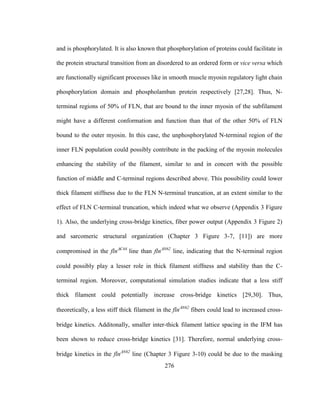 276
and is phosphorylated. It is also known that phosphorylation of proteins could facilitate in
the protein structural transition from an disordered to an ordered form or vice versa which
are functionally significant processes like in smooth muscle myosin regulatory light chain
phosphorylation domain and phospholamban protein respectively [27,28]. Thus, N-
terminal regions of 50% of FLN, that are bound to the inner myosin of the subfilament
might have a different conformation and function than that of the other 50% of FLN
bound to the outer myosin. In this case, the unphosphorylated N-terminal region of the
inner FLN population could possibly contribute in the packing of the myosin molecules
enhancing the stability of the filament, similar to and in concert with the possible
function of middle and C-terminal regions described above. This possibility could lower
thick filament stiffness due to the FLN N-terminal truncation, at an extent similar to the
effect of FLN C-terminal truncation, which indeed what we observe (Appendix 3 Figure
1). Also, the underlying cross-bridge kinetics, fiber power output (Appendix 3 Figure 2)
and sarcomeric structural organization (Chapter 3 Figure 3-7, [11]) are more
compromised in the flnC44
line than flnN62
line, indicating that the N-terminal region
could possibly play a lesser role in thick filament stiffness and stability than the C-
terminal region. Moreover, computational simulation studies indicate that a less stiff
thick filament could potentially increase cross-bridge kinetics [29,30]. Thus,
theoretically, a less stiff thick filament in the flnN62
fibers could lead to increased cross-
bridge kinetics. Additonally, smaller inter-thick filament lattice spacing in the IFM has
been shown to reduce cross-bridge kinetics [31]. Therefore, normal underlying cross-
bridge kinetics in the flnN62
line (Chapter 3 Figure 3-10) could be due to the masking
 