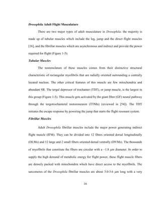 16
Drosophila Adult Flight Musculature
There are two major types of adult musculature in Drosophila: the majority is
made up of tubular muscles which include the leg, jump and the direct flight muscles
[16], and the fibrillar muscles which are asynchronous and indirect and provide the power
required for flight (Figure 1-5).
Tubular Muscles
The nomenclature of these muscles comes from their distinctive structural
characteristic of rectangular myofibrils that are radially oriented surrounding a centrally
located nucleus. The other critical features of this muscle are few mitochondria and
abundant SR. The tergal depressor of trochanter (TDT), or jump muscle, is the largest in
this group (Figure 1-5). This muscle gets activated by the giant fiber (GF) neural pathway
through the tergotrochanteral motoroneuron (TTMn) (reviewed in [54]). The TDT
initiates the escape response by powering the jump that starts the flight resonant system.
Fibrillar Muscles
Adult Drosophila fibrillar muscles include the major power generating indirect
flight muscle (IFM). They can be divided into 12 fibers oriented dorsal longitudinally
(DLMs) and 12 large and 2 small fibers oriented dorsal ventrally (DVMs). The thousands
of myofibrils that constitute the fibers are circular with a ~1.8 m diameter. In order to
supply the high demand of metabolic energy for flight power, these flight muscle fibers
are densely packed with mitochondria which have direct access to the myofibrils. The
sarcomeres of the Drosophila fibrillar muscles are about 3.0-3.6 m long with a very
 