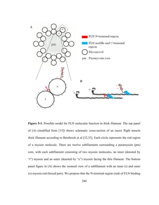 280
Figure 5-1. Possible model for FLN molecular function in thick filament. The top panel
of (A) (modified from [15]) shows schematic cross-section of an insect flight muscle
thick filament according to Beinbrech et al [32,33]. Each circle represents the rod region
of a myosin molecule. There are twelve subfilaments surrounding a paramyosin (pm)
core, with each subfilament consisting of two myosin molecules, an inner (denoted by
“i”) myosin and an outer (denoted by “o”) myosin facing the thin filament. The bottom
panel figure in (A) shows the zoomed view of a subfilament with an inner (i) and outer
(o) myosin rod (boxed pair). We propose that the N-terminal region (red) of FLN binding
 