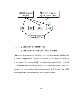 282
Figure 5-2. A schematic showing the effect of FLN N-terminal region and MLC2 regions
on courtship song parameters. For details of parameters, see [12]. Arrows indicate a role
in the parameter. For example, the FLN N-terminal region has a role in IPI, PDC and
SSF. Red broken arrow denotes only the Dual MLC2 mutant gets affected in the PDC
parameter. The green broken arrow indicates that only the single (Ext and Phos) MLC2
mutants get affected in the SSF parameter, but not the Dual mutant.
 